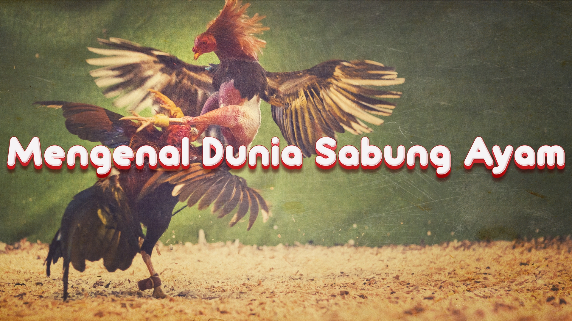 Mengenal Dunia Sabung Ayam